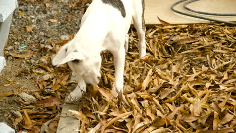 Cachorro-Toro-árabe-Relajante-En-El-Patio