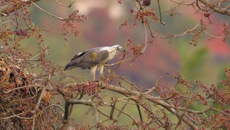 Weißbauch-Seeadler,-Ein-Männlicher-Vogel,-Der-Neben-Dem-Nest-Sitzt-Und-Die-Umgebung-Beobachtet,-Um-Eindringlinge-Zu-Erkennen,-Die-Sein-Nest-Niederreißen-Könnten,-Das-Ein-Küken-Auf-Dem-Riesigen-Baum-Nahe-Der-Meeresküste-Hat