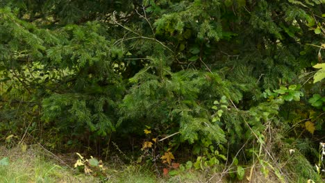 tiny migrating kinglet bird hiding in thick bushy healthy pine tree's foot