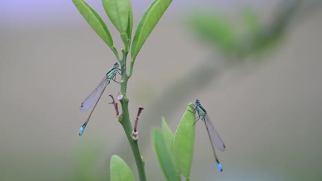 Macro-De-Dos-Caballitos-Del-Diablo-Azules-Alargados-Sobre-Hojas-Verdes-En-Un-Patio-Ajardinado-En-Una-Casa-En-Florida