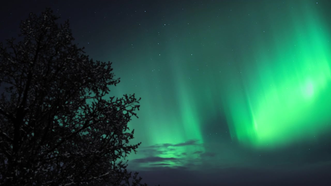 Aurora boreale dietro un albero scuro.