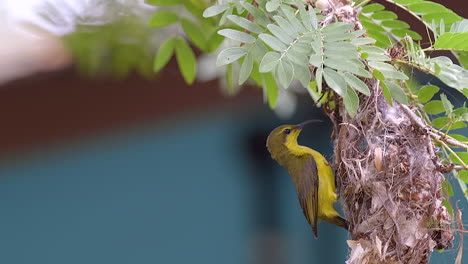 a small, beautiful sunbird flying into it's nest hanging from a tree branch - close up