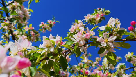 apple flowers in spring blossom under soft sunlight spring floral background with apple tree. tree branch with young fresh green leaves.