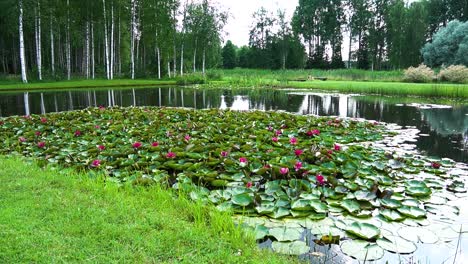 Video-Von-Blumen-Auf-Wasser-Weitwinkel