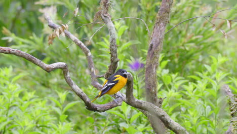 Baltimore-Oriole-Erwachsenes-Männchen-Thront,-Während-Es-Regnet-Und-Davonfliegt