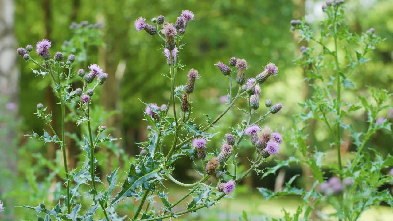 Purple thistle flowers gently move in soft wind, sunlit forest background, shallow depth of field