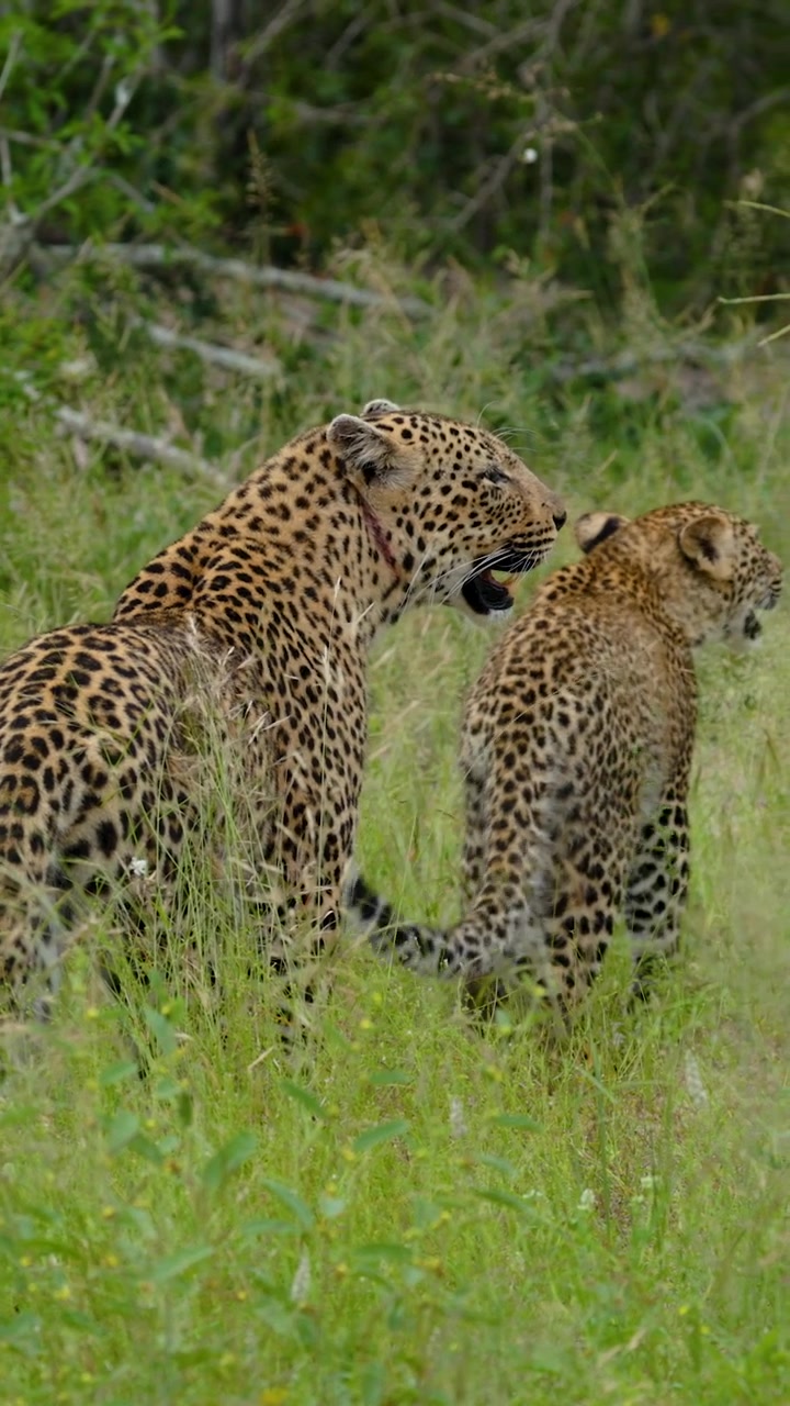Güney Afrika'daki Kruger Ulusal Parkı'nın uzun yeşil çimlerinde bir leopar anne ve yavrusunun iç ısıtan sahnesi