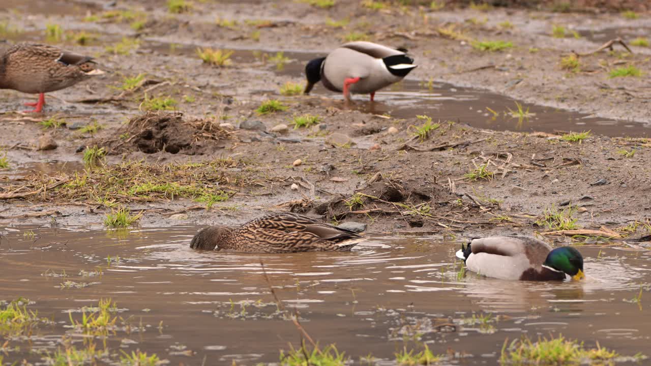 Male and female mallards dip beaks in muddy rain puddles, eagerly searching for food