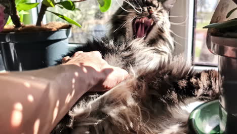 gentle strokes on a maine coon cat lying peacefully on a windowsill amid lush houseplants.