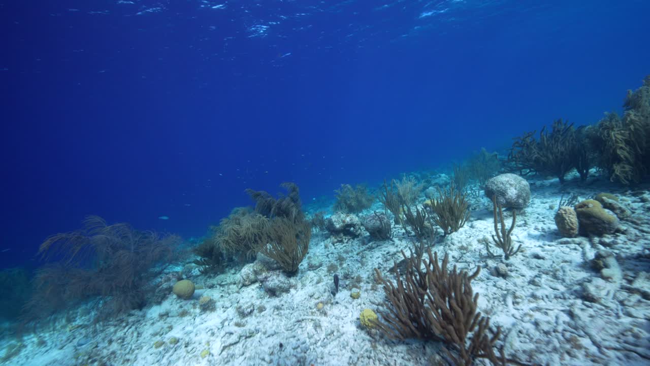 Gaya FPV: Pemandangan laut dengan berbagai ikan, karang, dan spons di terumbu karang Laut Karibia, Curacao