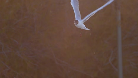 closeup tracking of a black headed gull flapping its wings hovering with one leg at , sunset golden light puerto madryn