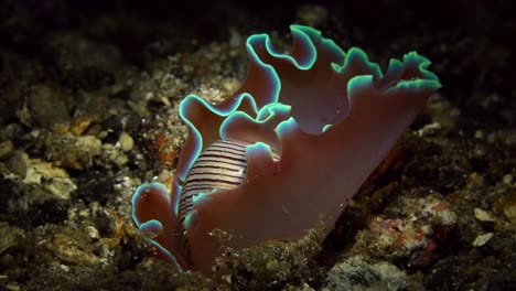 Hydatina-Physis-Rosa-Concha-Caracol-De-Mar-Nudibranquio-25-Fps-4k-Lembeh-Indonesia