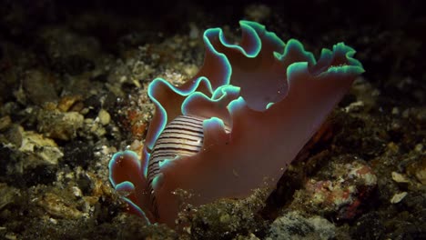 hydatina physis concha de rosa caracol de mar nudibranch 25fps 4k lembeh indonesia