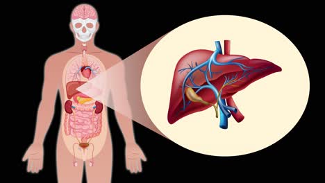animation transitions from a full-body human figure to a detailed anatomical close-up of the liver, highlighting internal organs with smooth zoom and spotlight effects