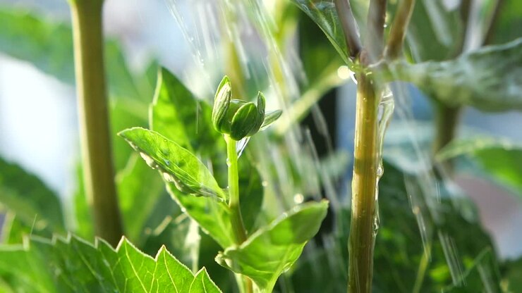 Close up of a green flower bud with water drops on the leaves