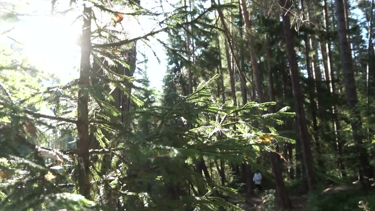 빛이 울창한 숲을 가로질러 필터링