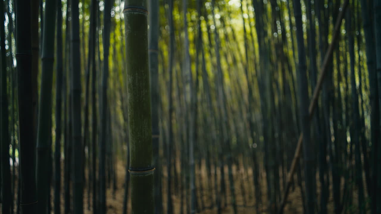 Fitta foresta di bambù nero con forti linee verticali e profondità stratificata che sfuma in una messa a fuoco morbida. La luce naturale filtra attraverso gli alti steli, creando un'atmosfera boschiva calma e coinvolgente.