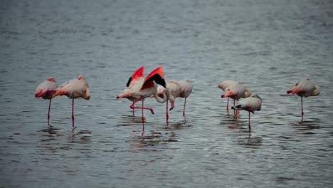 primer plano de un grupo de flamencos descansando y luego despertando y extendiendo sus alas en el cuerpo de agua en serengeti, tanzania