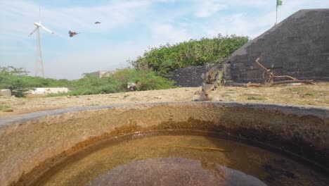 Pájaro-Bebiendo-En-El-Tanque-De-Agua