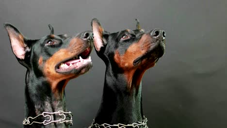 listening attentively to masters commands, closeup side view of two black and brown dobermans