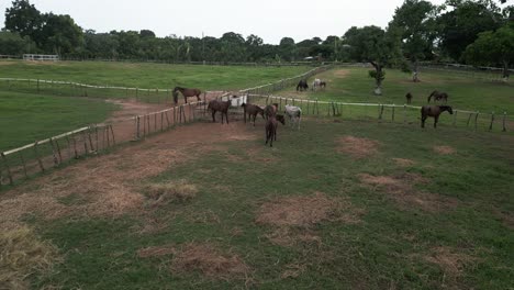 caballos en el recinto de la granja