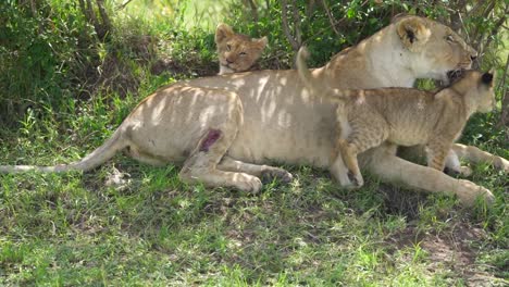 lion cub walks toward protecting mother lion and rubs up on her face