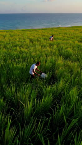 farmers working in a rice paddy near the ocean at sunset