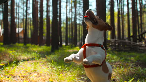 jack russell terrier playing in forest