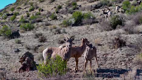 A beautiful and cinematic 70mm close-up aerial shot of a herd of bighorn sheep, gradually making the climb up a steep incline in the Rock Mountains, near the infamous town of Creede, Colorado.
