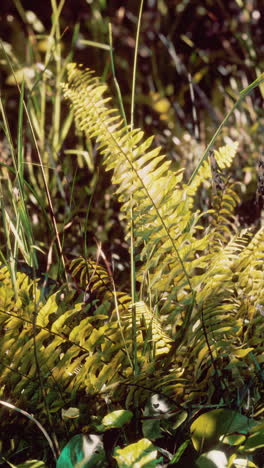 close-up of green ferns in a forest