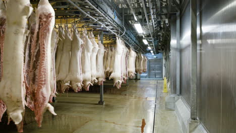 pigs hanging on hooks in big industrial laughterhouse in denmark