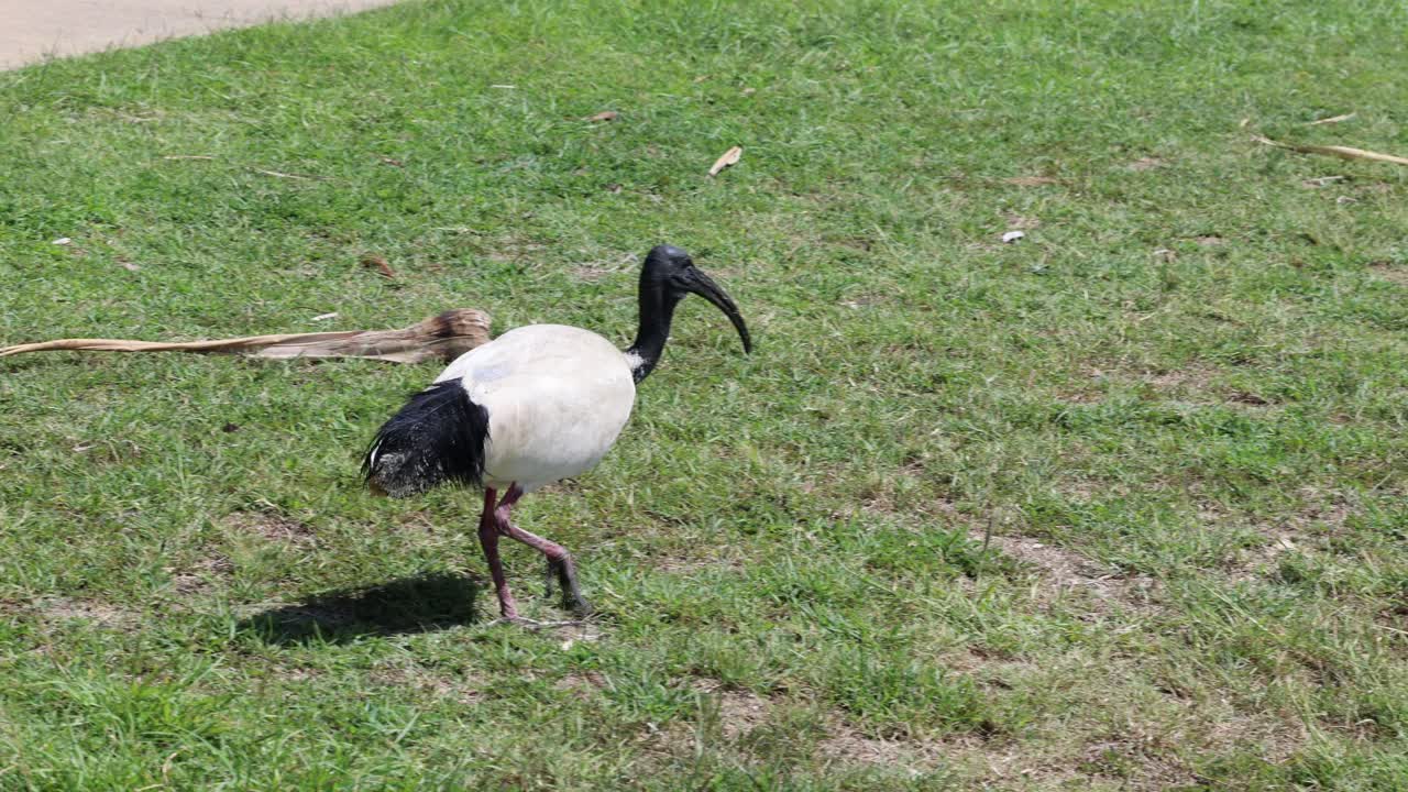 풀 을 가로질러 고 있는 이비스