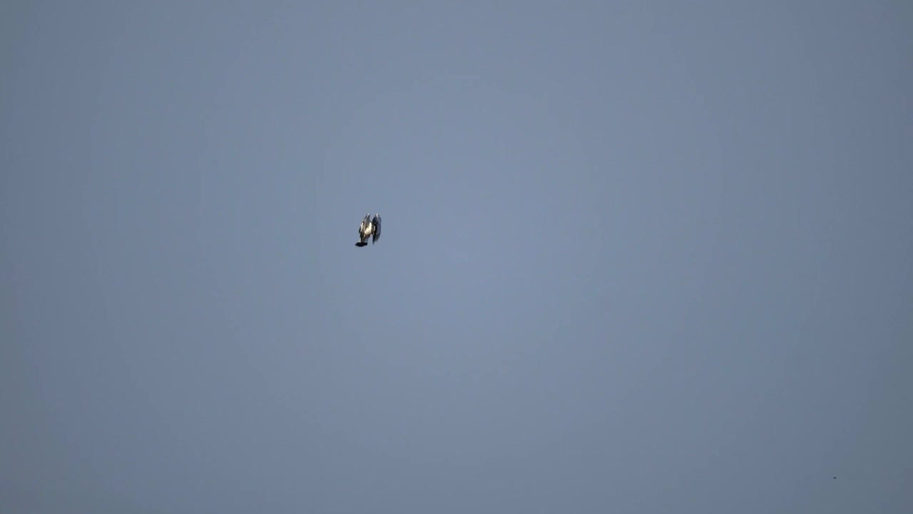 Belted Kingfisher Hovering and Diving in Clear Blue Sky