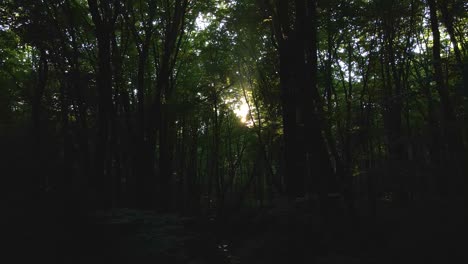 bosques oscuros y sombríos con rayos de sol que brillan a través del denso follaje por la mañana