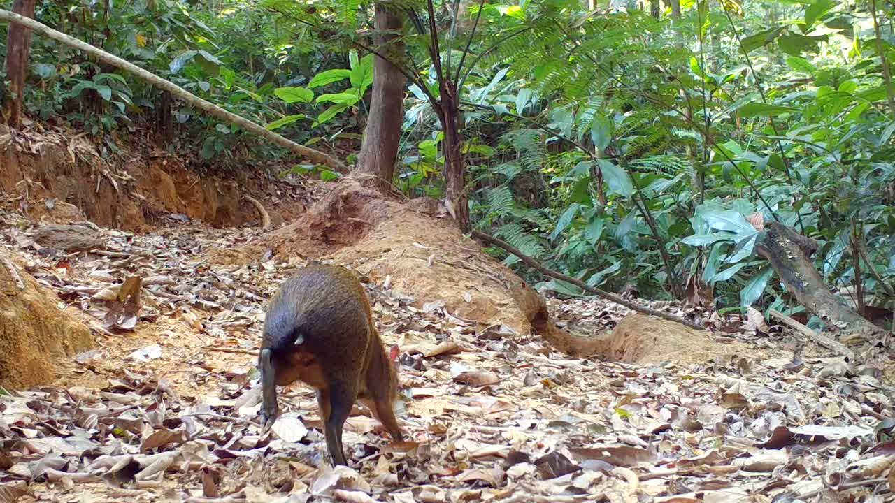 Closeup of Cute Agouti. rainforest wildlife
