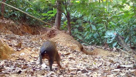 Primer-Plano-De-Lindo-Agutí.-Selva-Tropical-Vida-Silvestre