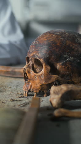 antique skull and bones in a research setting