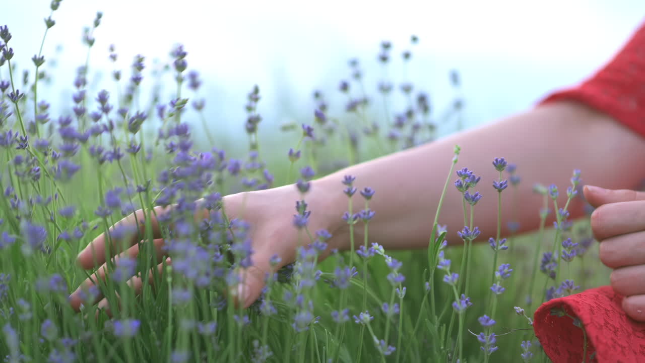 Close up of gentle hands brushing through lavender flowers in bloom
