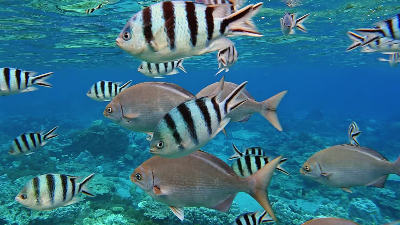 primer plano submarino de diferentes especies de peces japoneses nadando en el océano pacífico durante el hermoso día