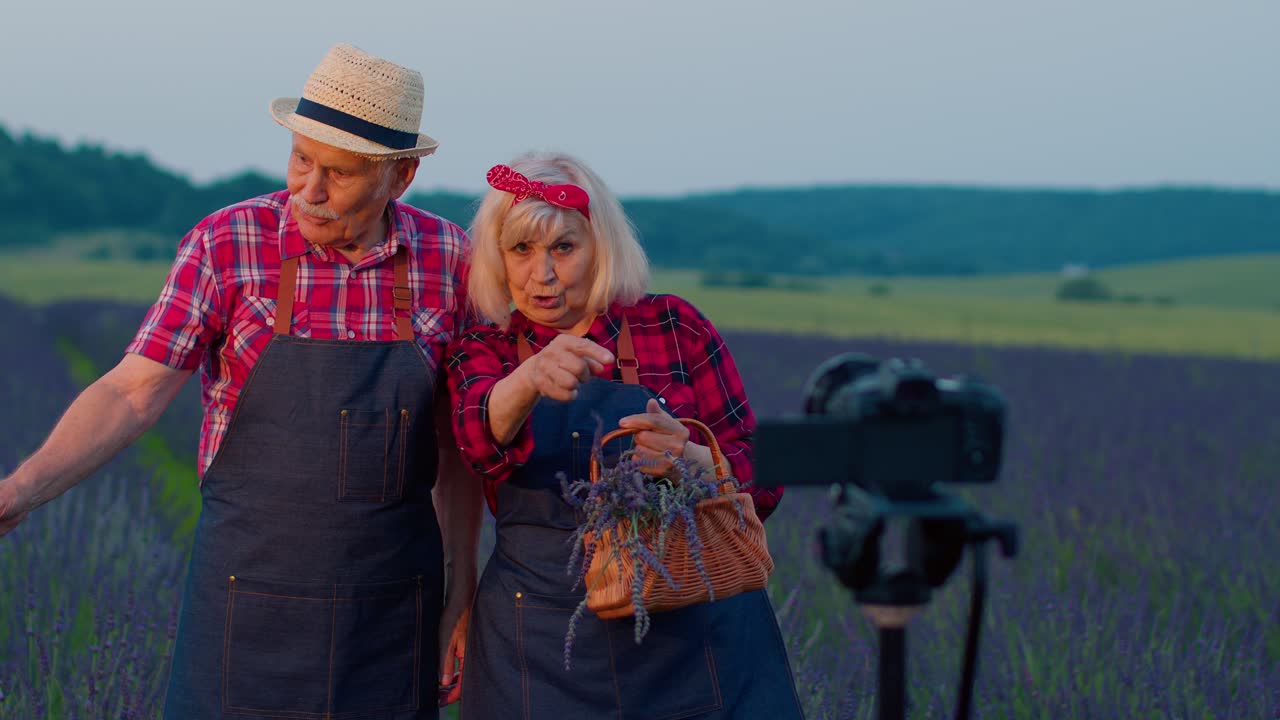 노인 할아버지 할머니 블로거가 라벤더 꽃의 현장에서 비디오 블로그 튜토리얼을 녹음합니다.