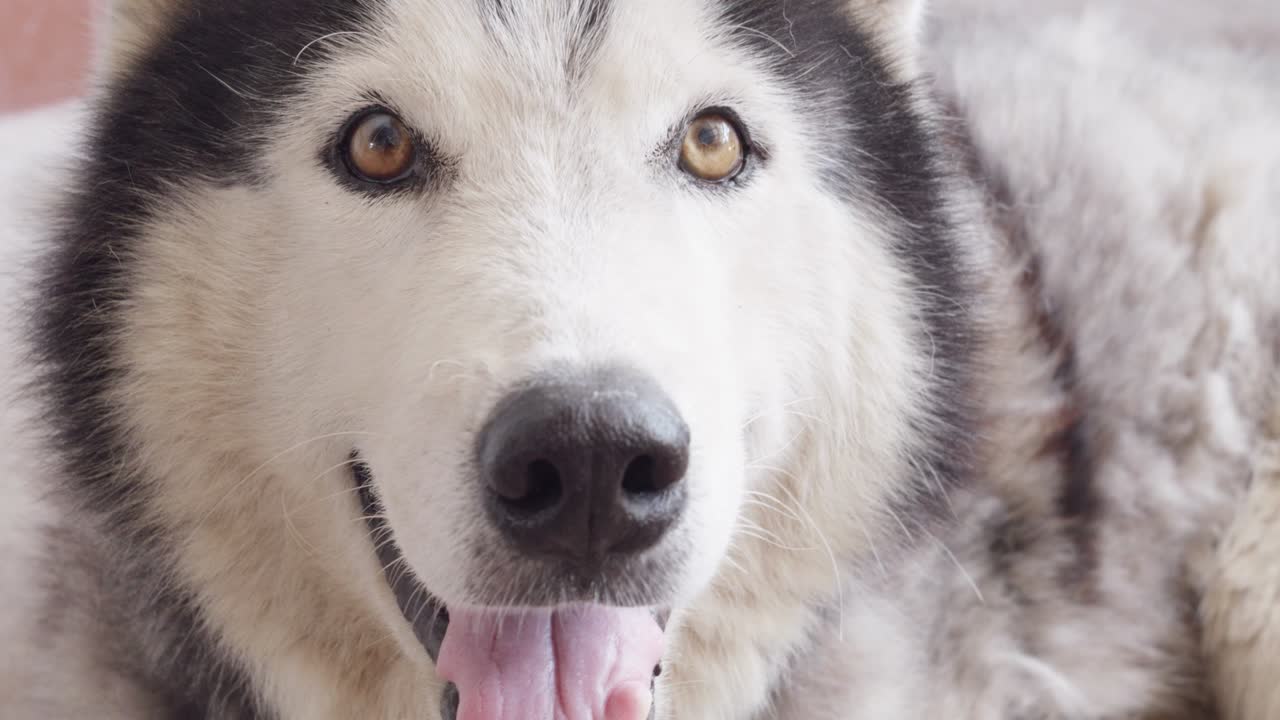시베리아 허스키가 바닥에 누워있어요