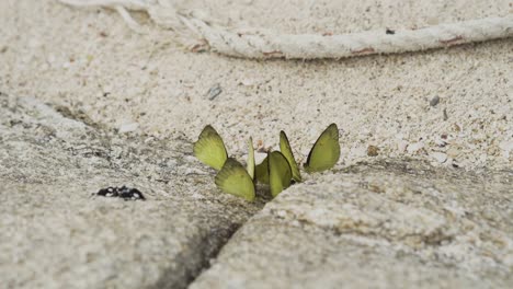 Muchas-Mariposas-Amarillas.-Volar-Adentro-Y-Volar-Afuera