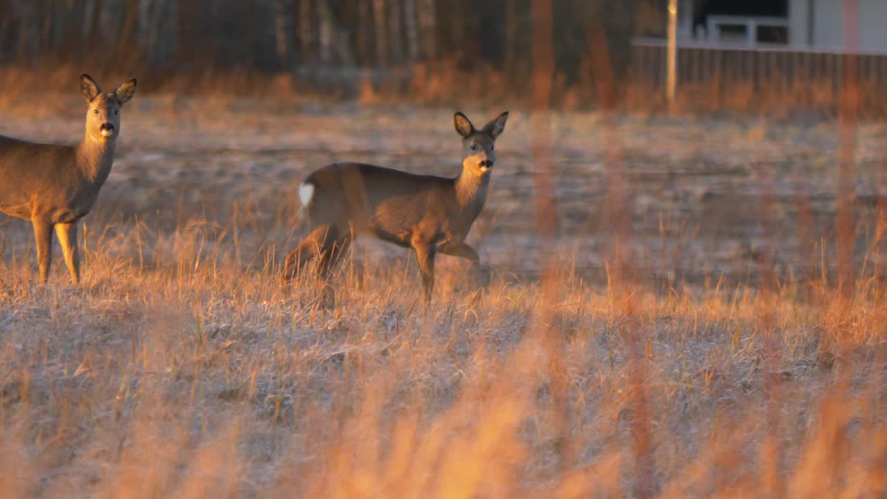 Naive white tailed deer attentively cross a wide open field at sunrise - Long wide tracking slow-motion shot