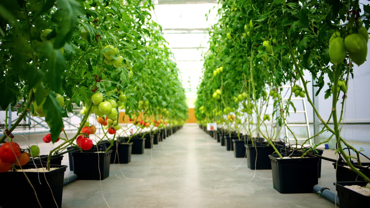 Rows of tomatoes growing in a greenhouse
