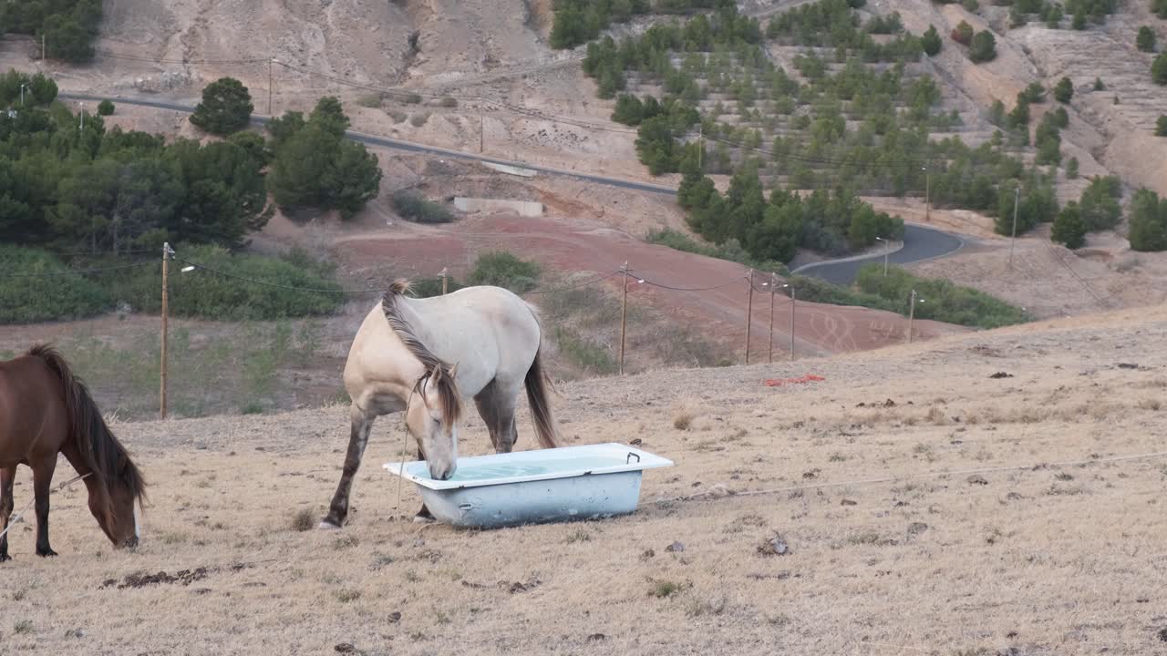 Scatto fisso di cavalli legati che si abbeverano da una vecchia vasca da bagno, con un paesaggio naturale come sfondo