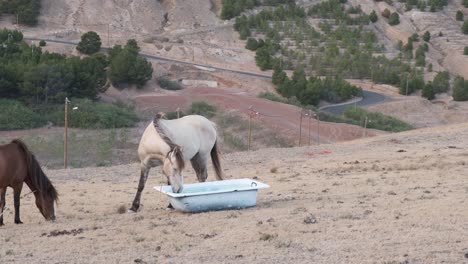 Todavía-Dispararon-Caballos-Atados-Alimentándose-De-Una-Vieja-Bañera-En-El-Paisaje-Natural-Como-Fondo