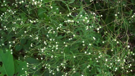 el partenium es una planta venenosa con una variedad de enfermedades que crecen a partir de moléculas de flores