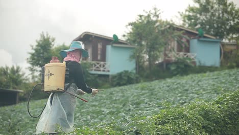 the farmer working on fertilizer spraying process on beautiful scenery cabbage farm