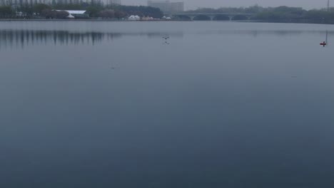 Ein-Vogel,-Der-Auf-Dem-See-Fliegt