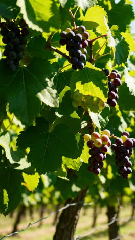 grapes on the vine in a vineyard